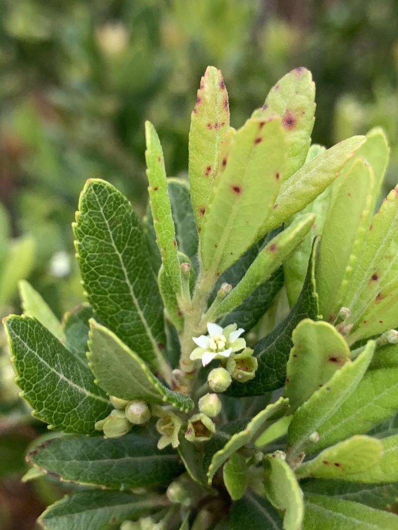 Gerrardina foliosa photo 5