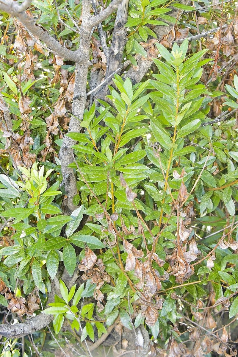 Gerrardina foliosa photo 6