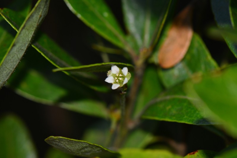 Gerrardina foliosa photo 7