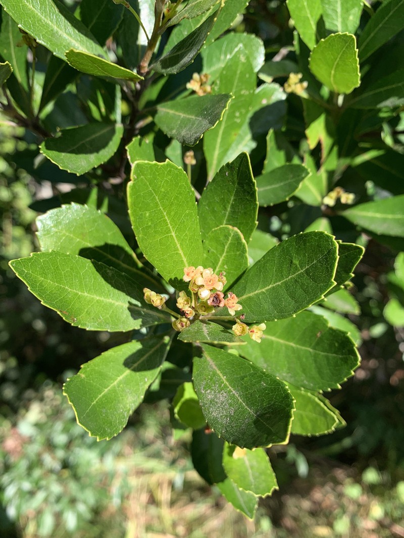 Gerrardina foliosa photo 8