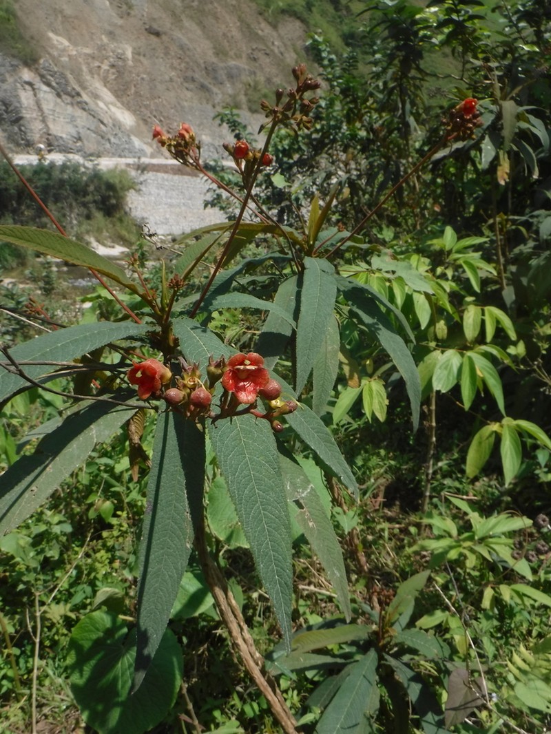 Gesneria bicolor