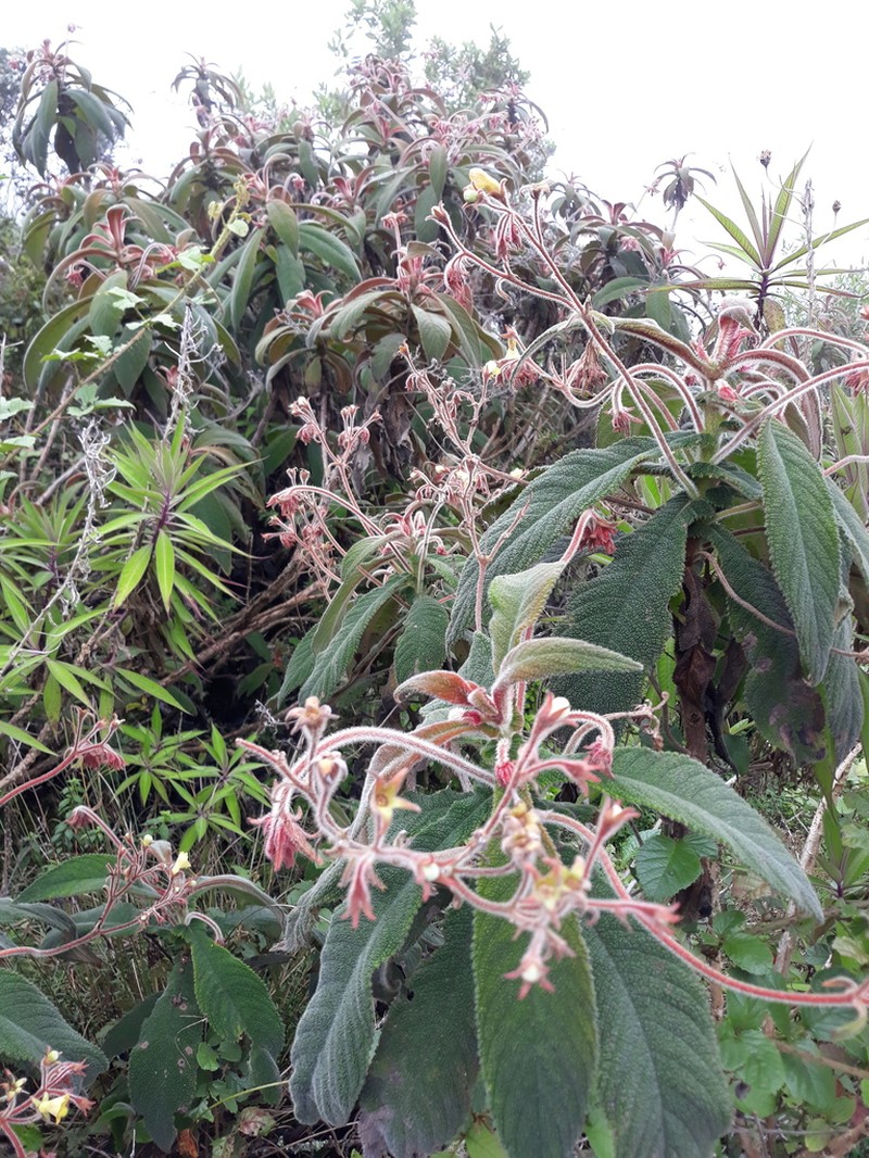 Gesneria bicolor photo 3