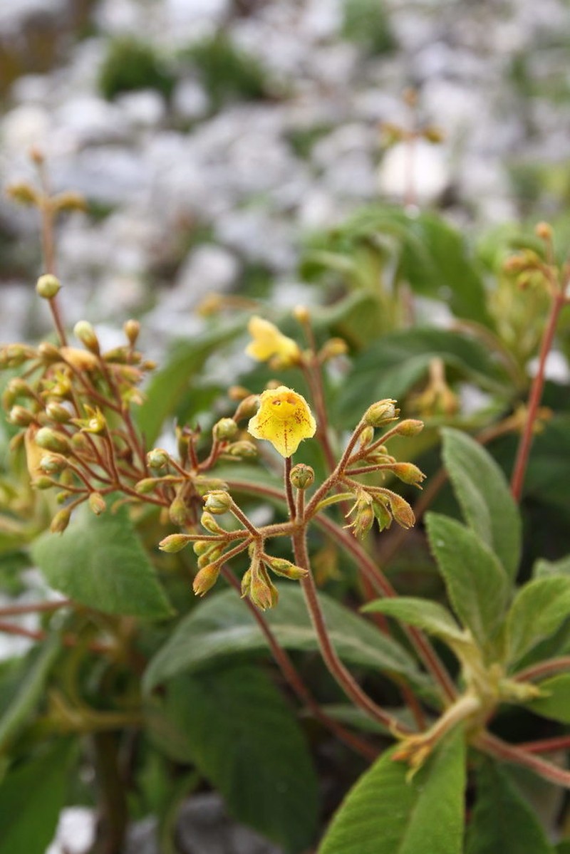 Gesneria bicolor photo 4