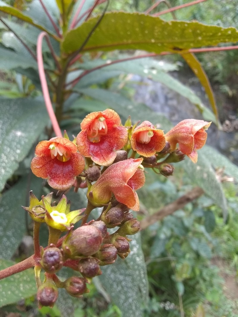 Gesneria bicolor photo 5
