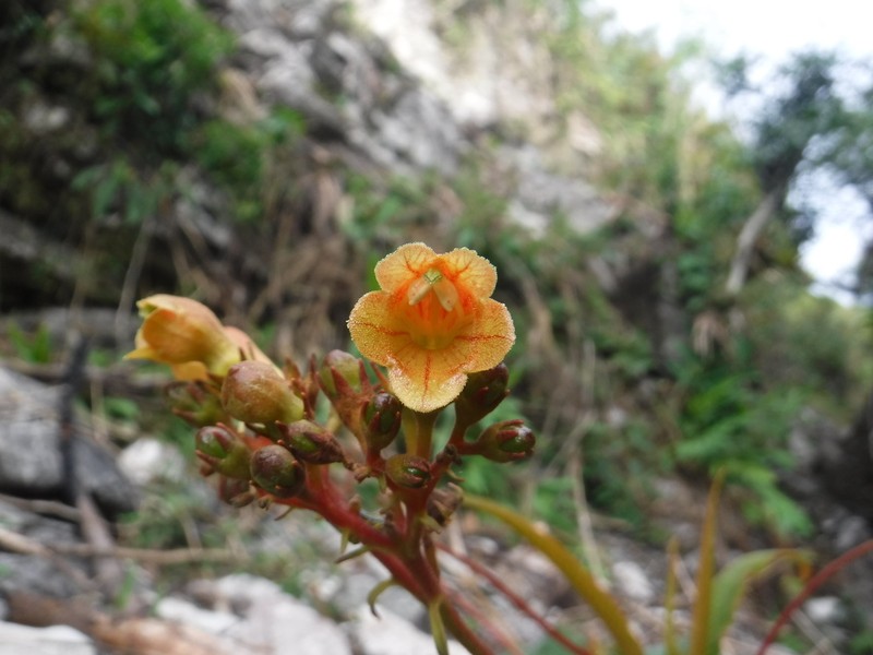 Gesneria bicolor photo 6
