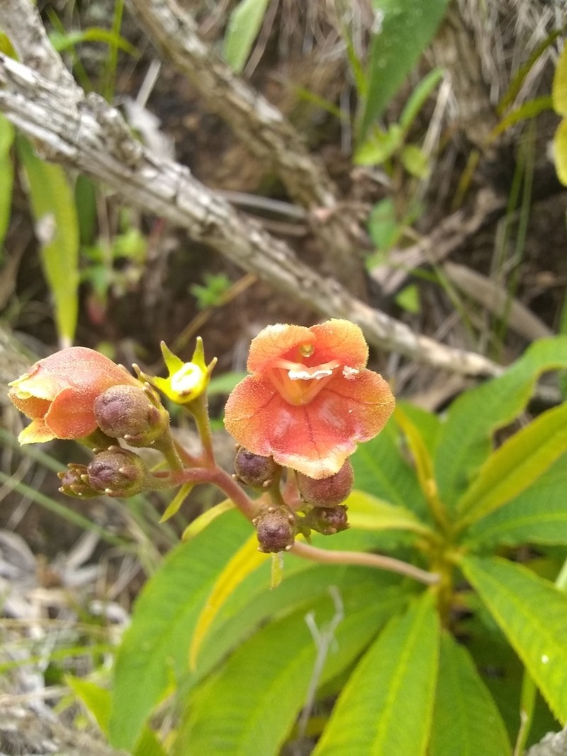 Gesneria bicolor photo 7
