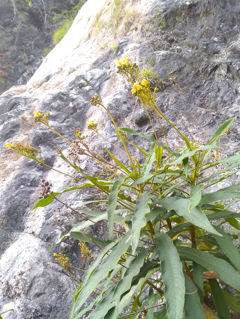 Gesneria bicolor photo 8
