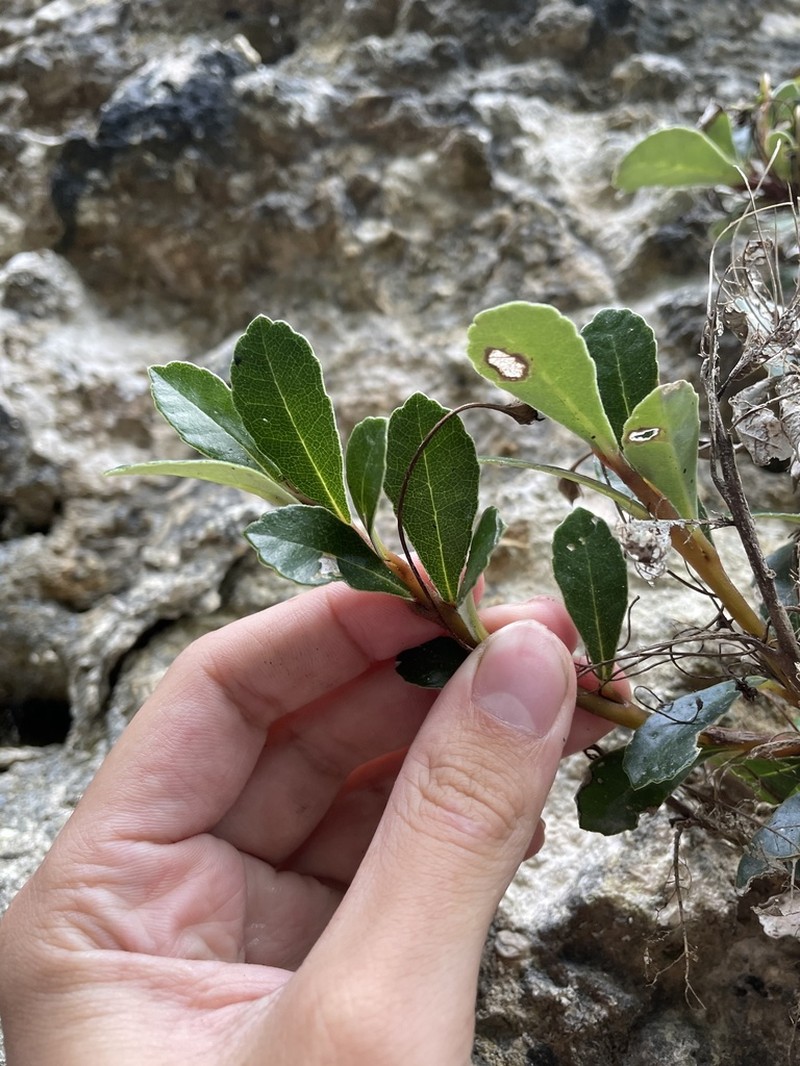 Yerba Puerto Rico De Cueva photo 2