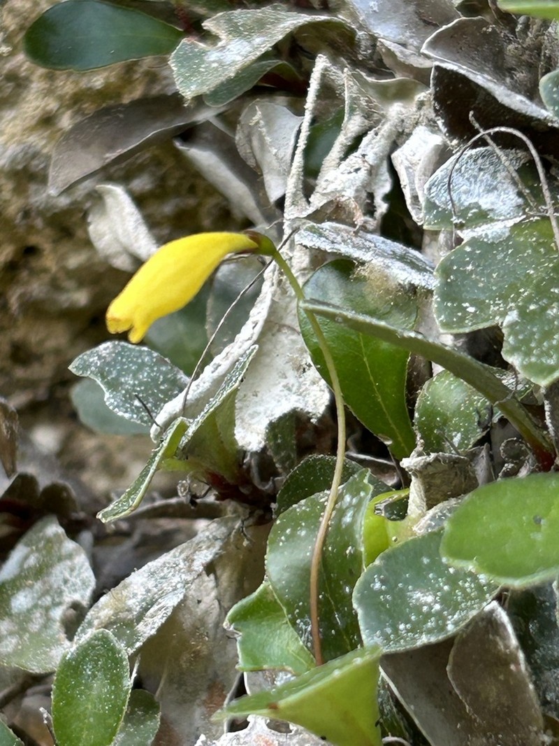 Yerba Puerto Rico De Cueva photo 3