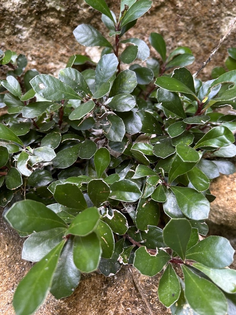 Yerba Puerto Rico De Cueva photo 6