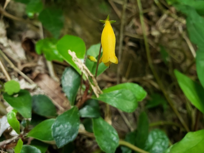 Yerba Puerto Rico De Cueva photo 7