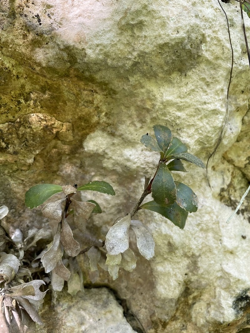 Yerba Puerto Rico De Cueva photo 8