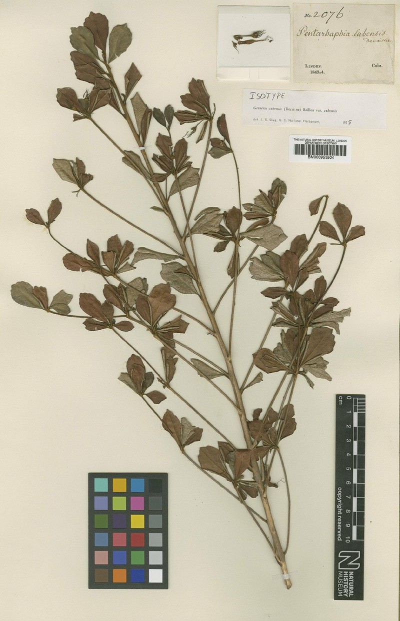 Gesneria cubensis var. cubensis photo 2