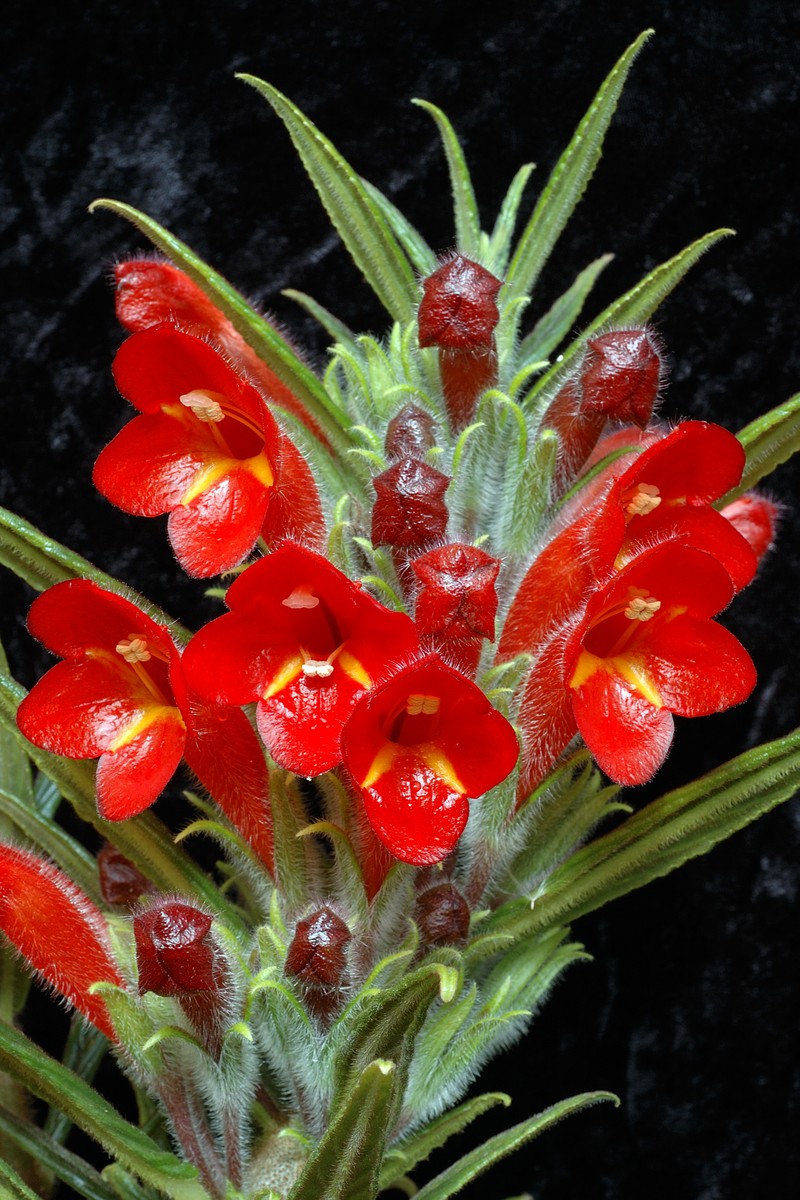 Yerba Parrera photo 2