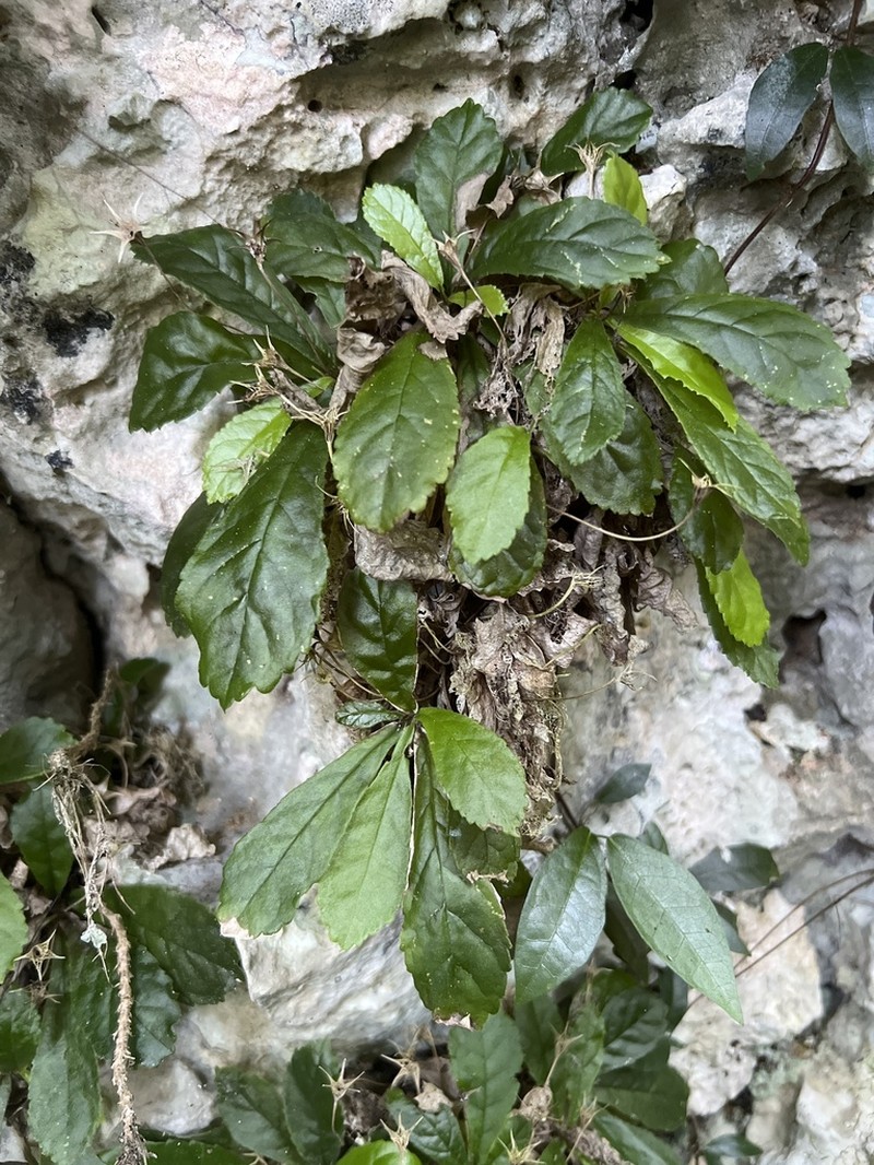 Yerba Parrera photo 2