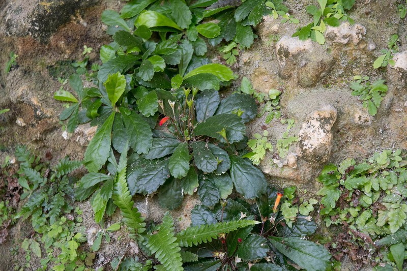 Yerba Parrera photo 3