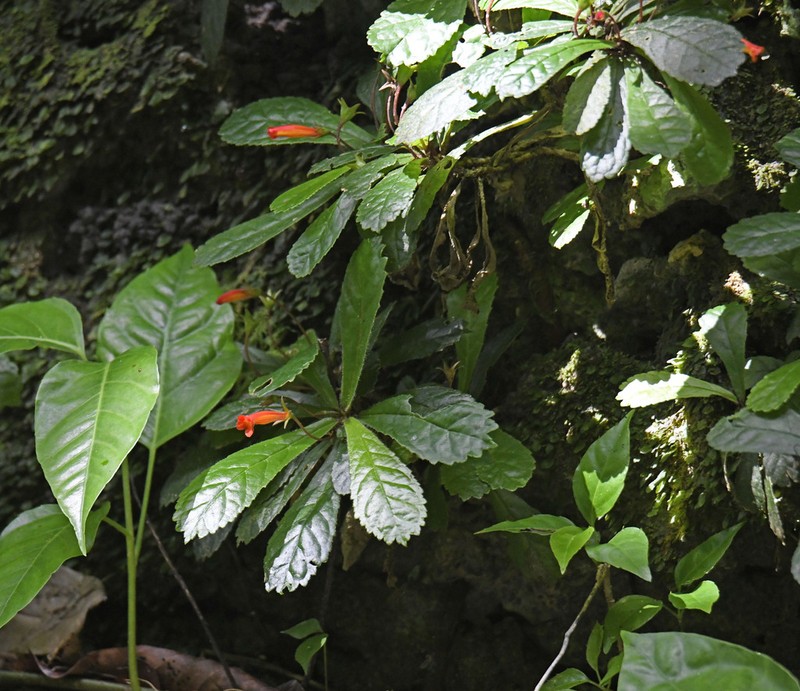 Yerba Parrera photo 4