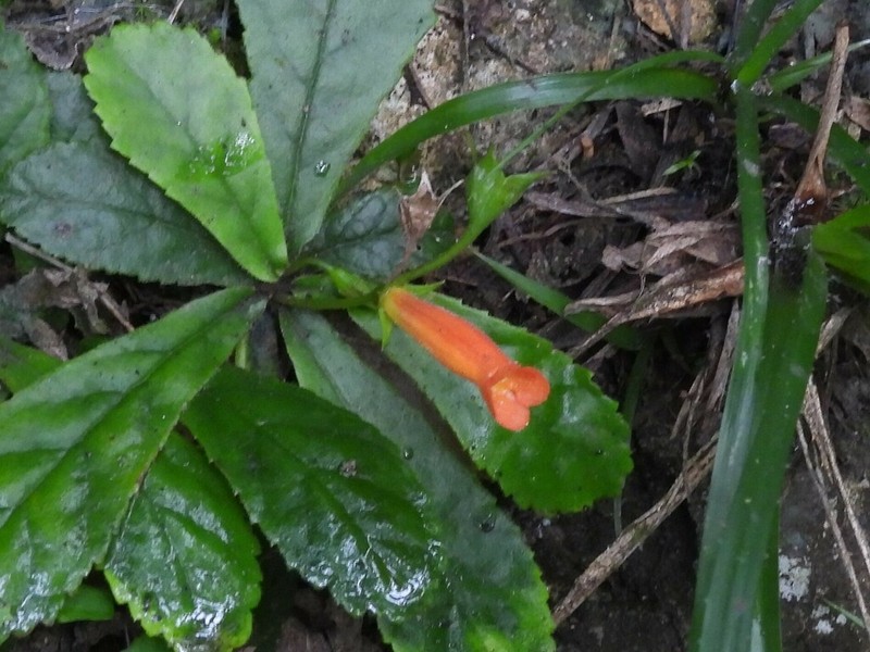 Yerba Parrera photo 5