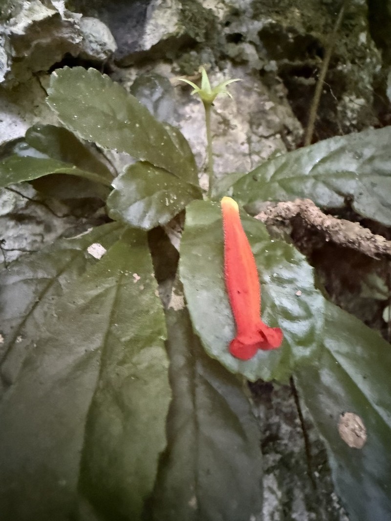 Yerba Parrera photo 7