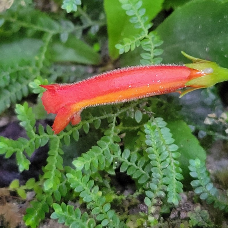 Yerba Parrera photo 8