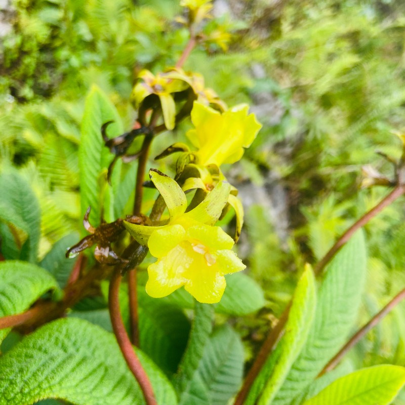 Gesneria flava