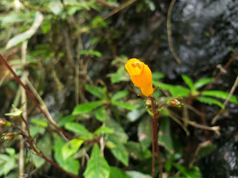 Yerba Maricao De Cueva