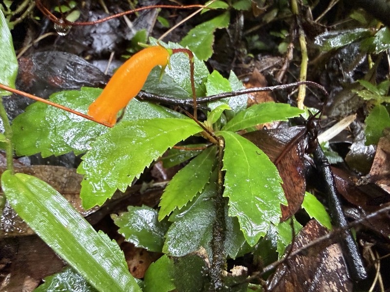 Yerba Maricao De Cueva photo 2