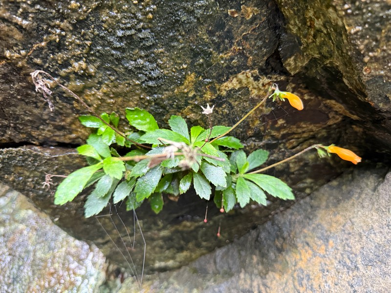 Yerba Maricao De Cueva photo 3