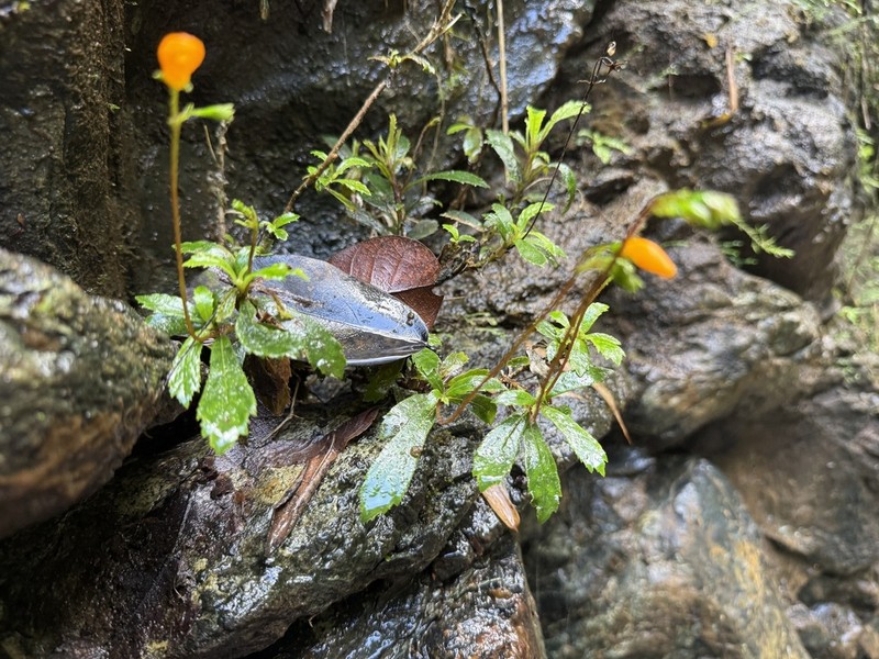 Yerba Maricao De Cueva photo 4