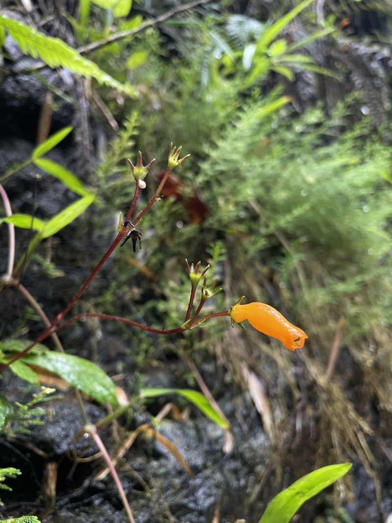 Yerba Maricao De Cueva photo 5