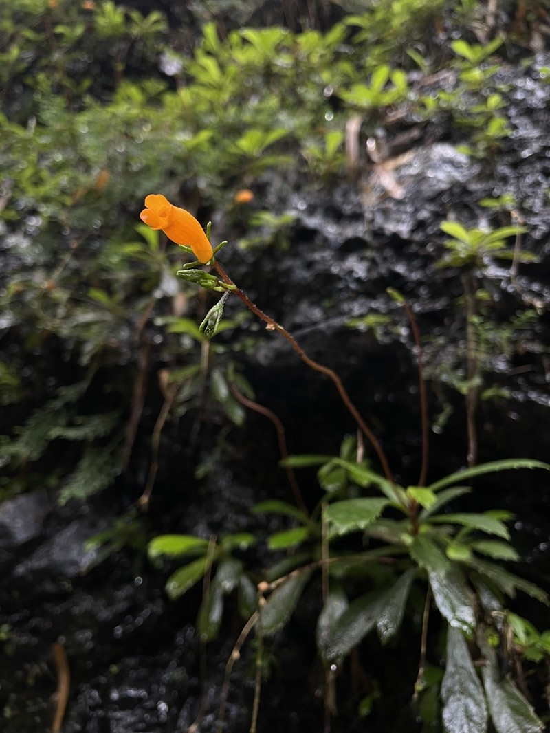 Yerba Maricao De Cueva photo 6