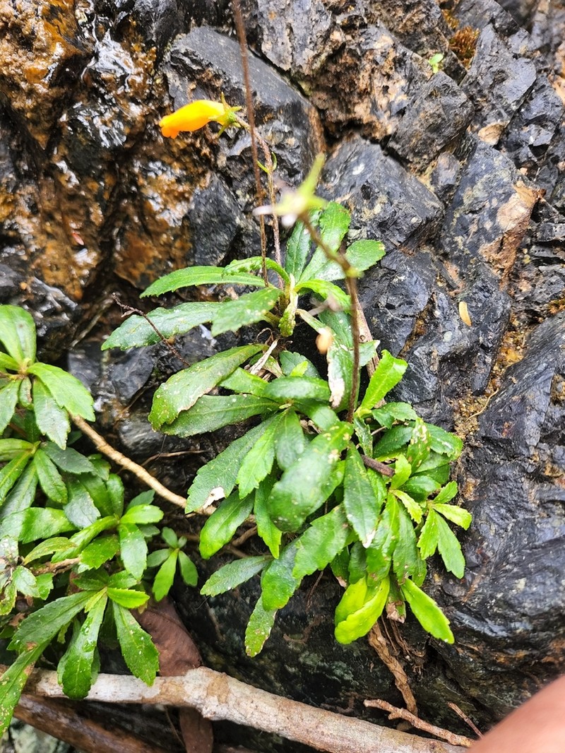 Yerba Maricao De Cueva photo 7