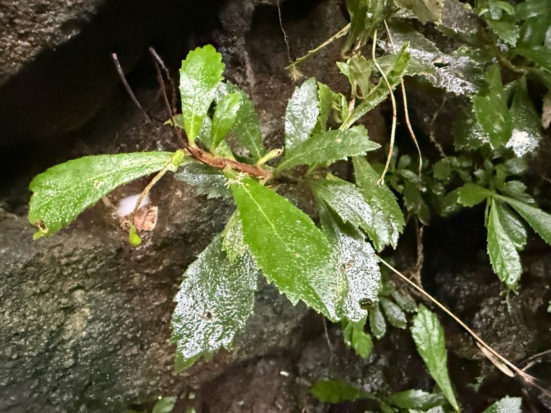 Yerba Maricao De Cueva photo 8