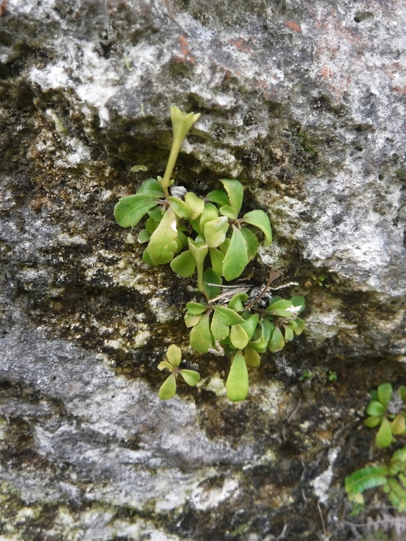 Gesneria radiata