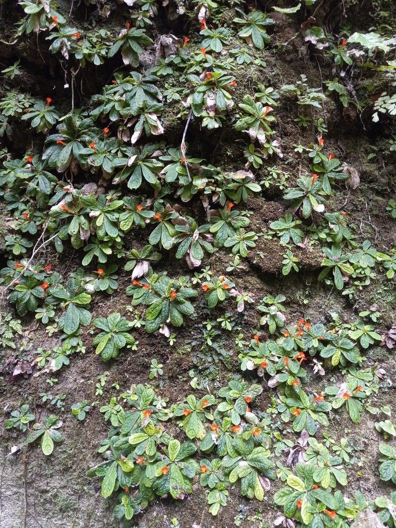 Yerba Neto Hoja De Cueva