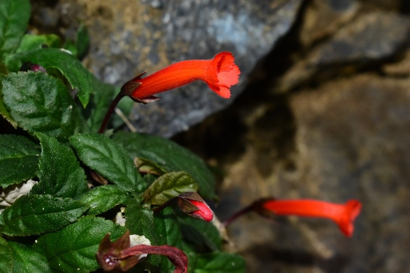 Yerba Neto Hoja De Cueva photo 2