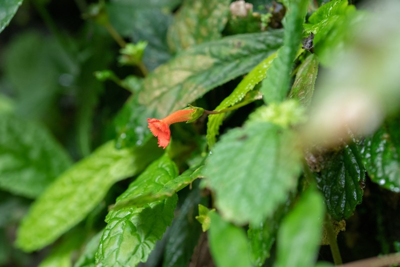 Yerba Neto Hoja De Cueva photo 5