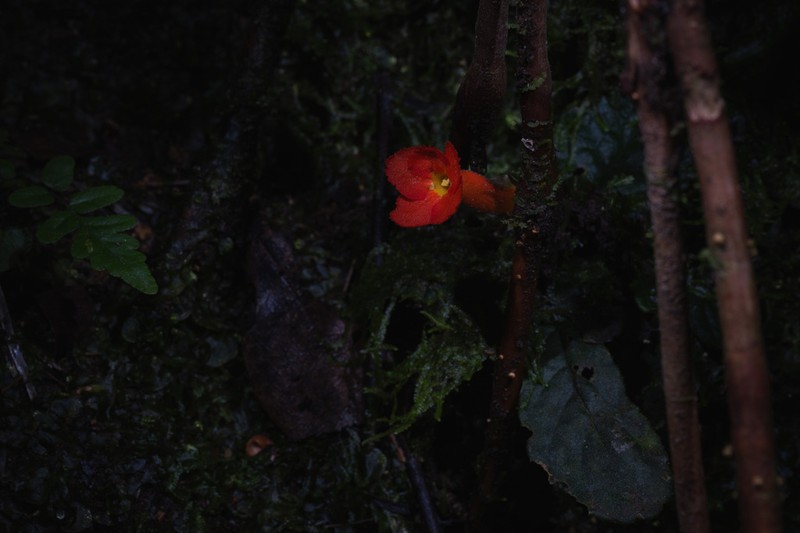 Yerba Neto Hoja De Cueva photo 6