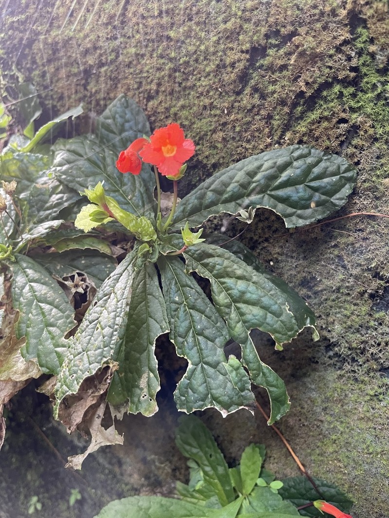 Yerba Neto Hoja De Cueva photo 7