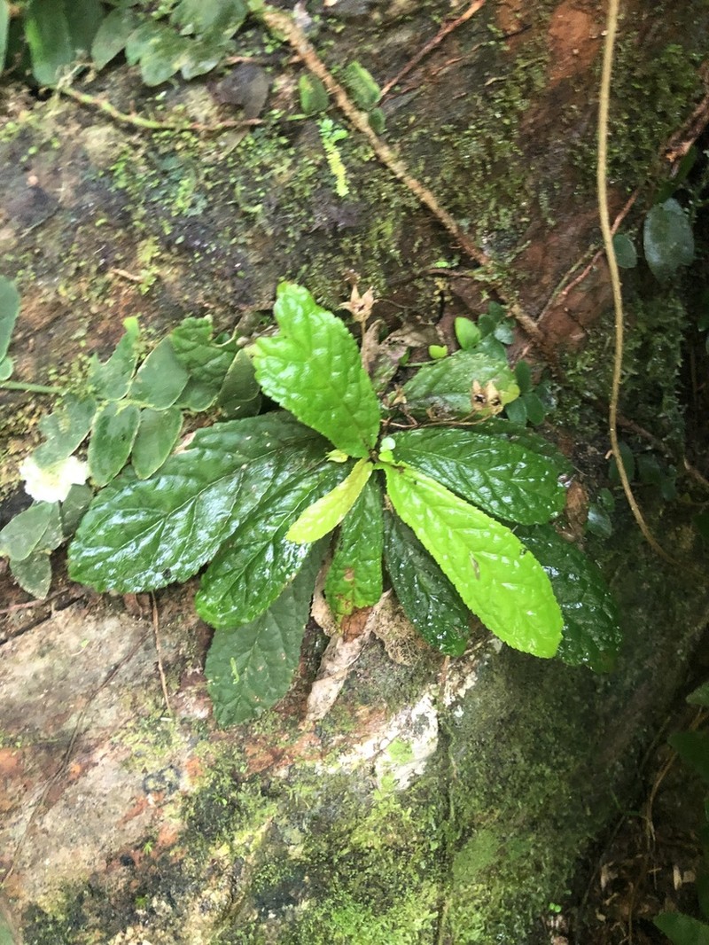 Yerba Neto Hoja De Cueva photo 8