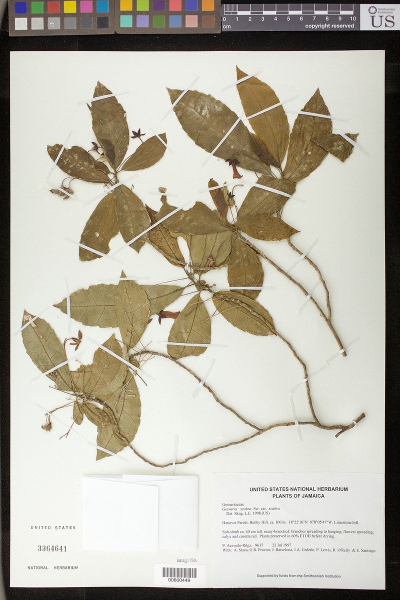 Gesneria scabra var. scabra