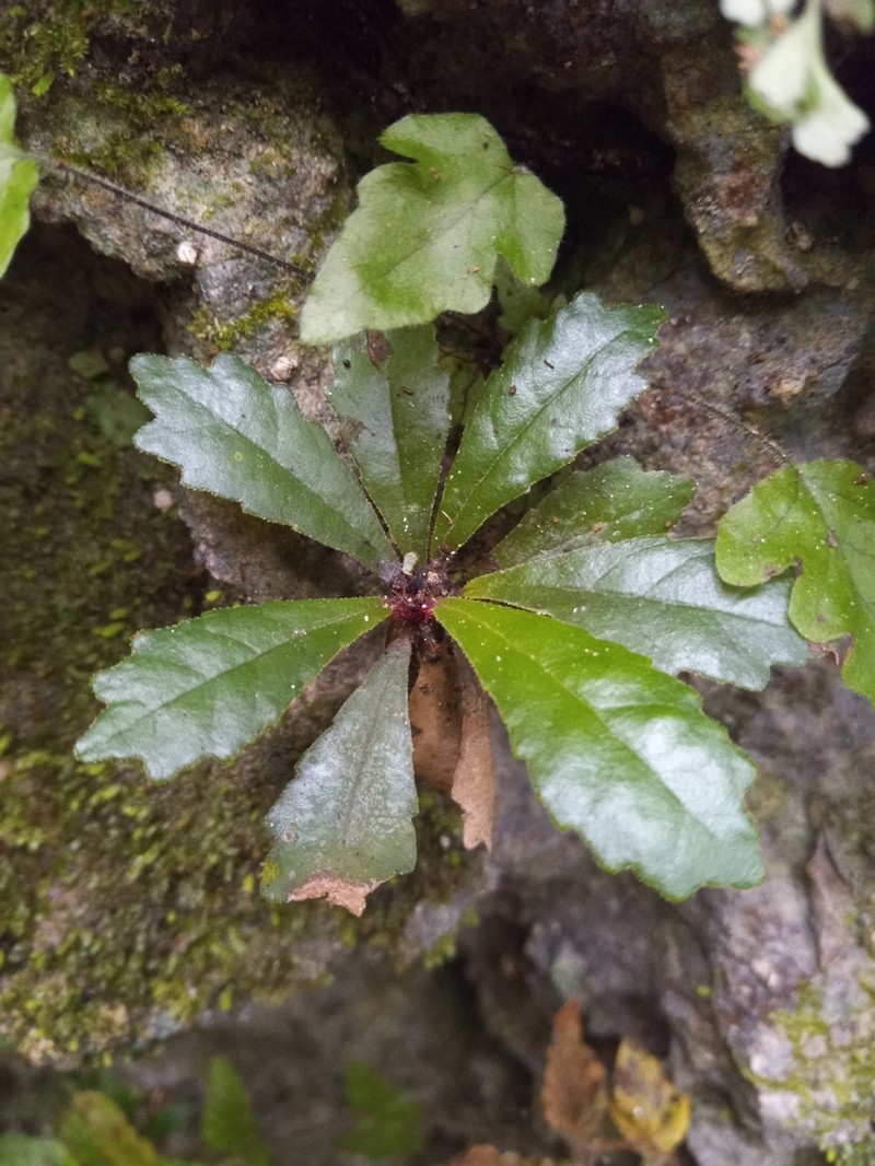 Gesneria tuberifera