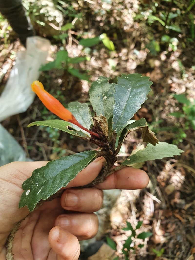 Gesneria tuberifera photo 2