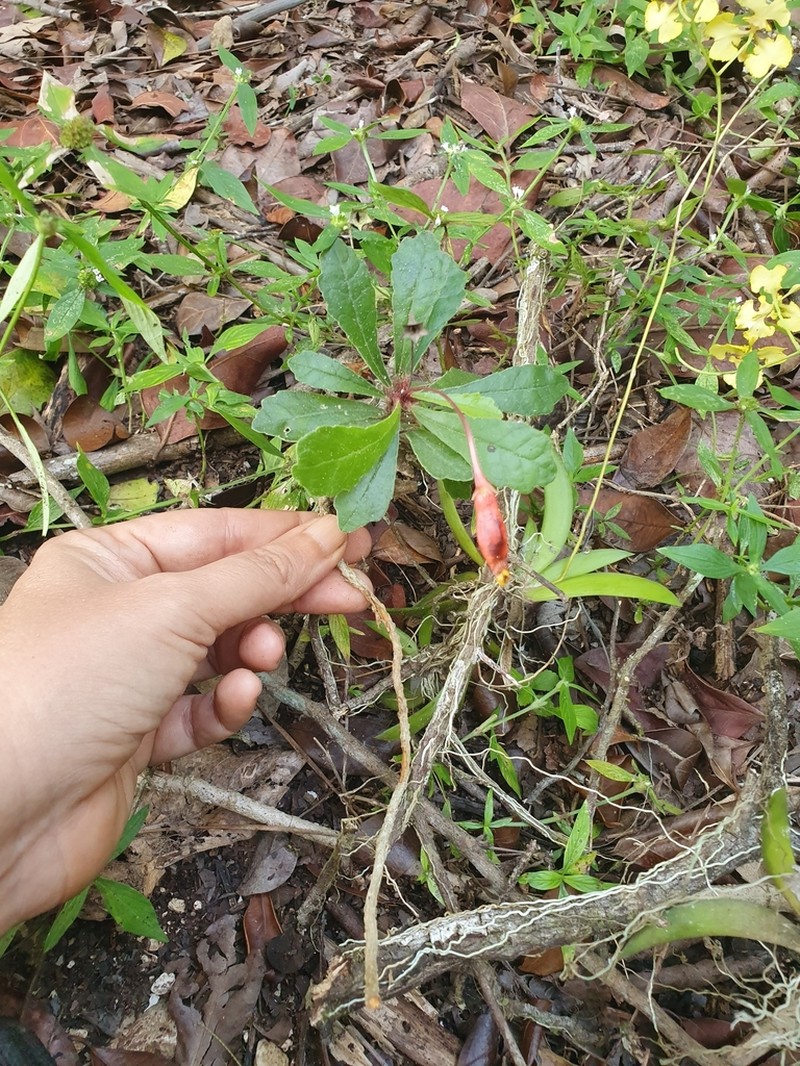 Gesneria tuberifera photo 3
