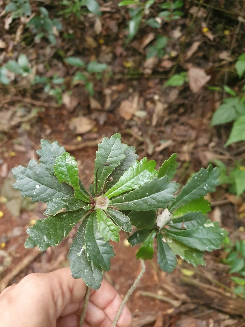 Gesneria tuberifera photo 4