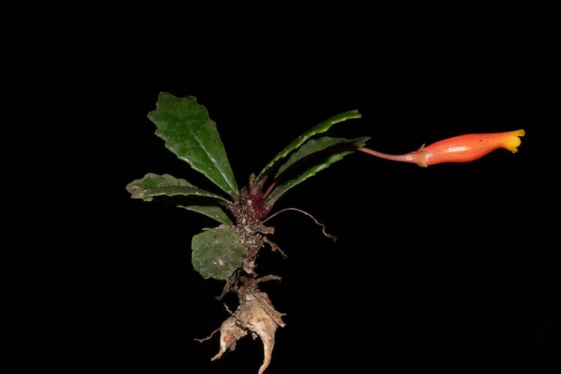 Gesneria tuberifera photo 5