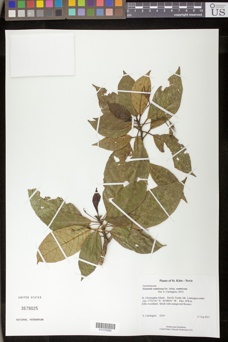 Gesneria ventricosa subsp. ventricosa
