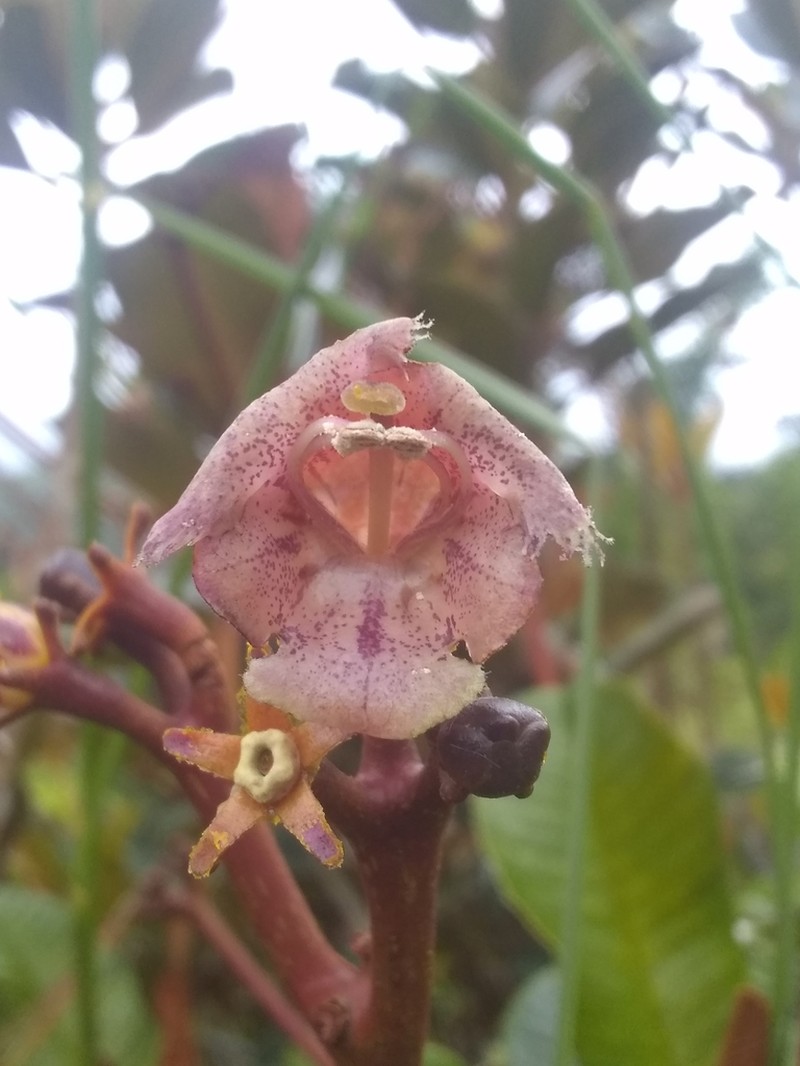 Grassflower