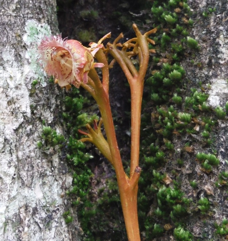Grassflower photo 2