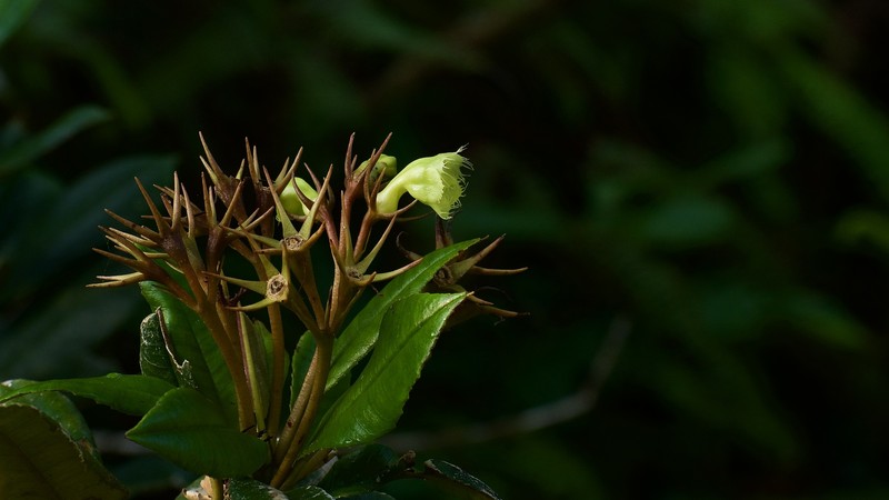 Gesneria viridiflora subsp. viridiflora